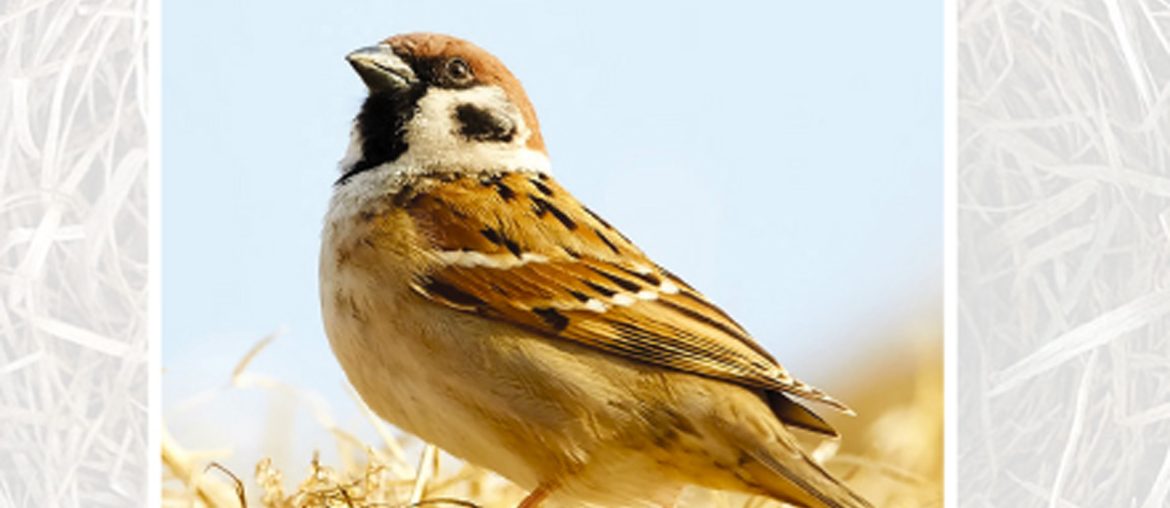 Hes Eye Is On The Sparrow 365 Daily Dëvotional