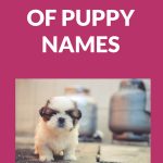 Big Book of Puppy Names